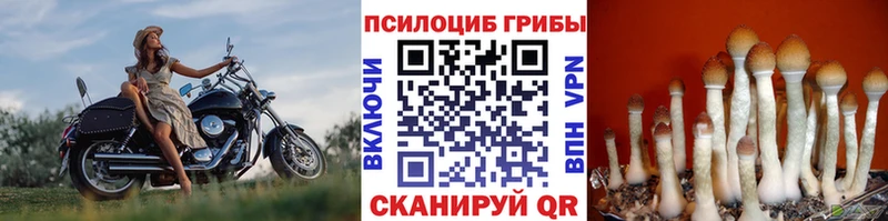 купить   Сковородино  Галлюциногенные грибы Cubensis 